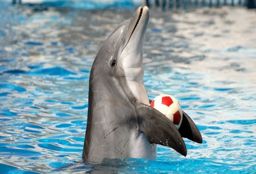 Dolphin show- Sharm El-sheikh