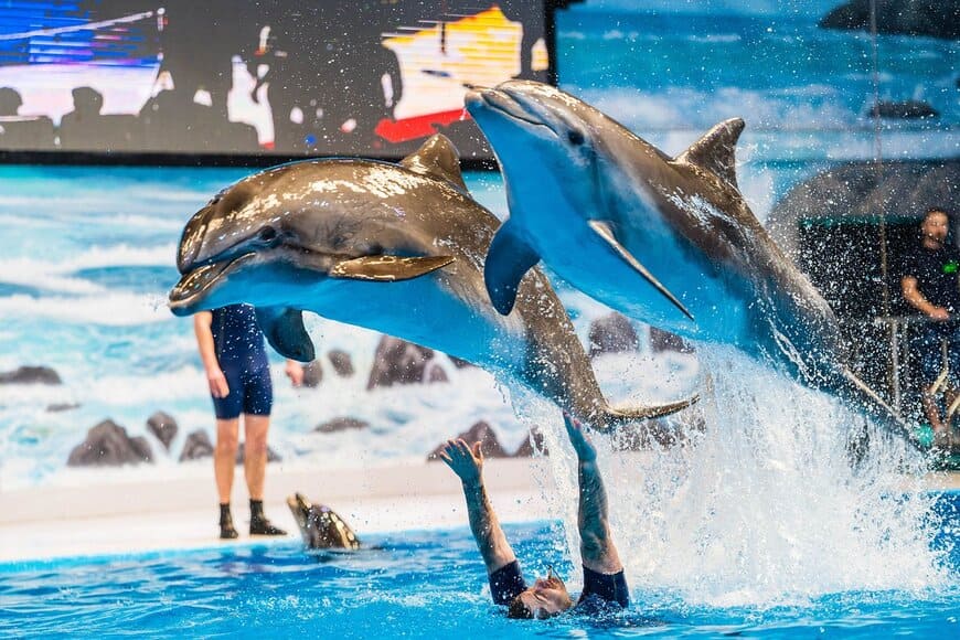 Private Dolphin Show Trip