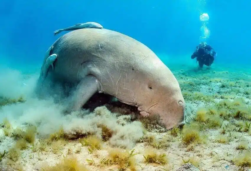 Výlet na pláž Abu Dabbab z Marsa Alam