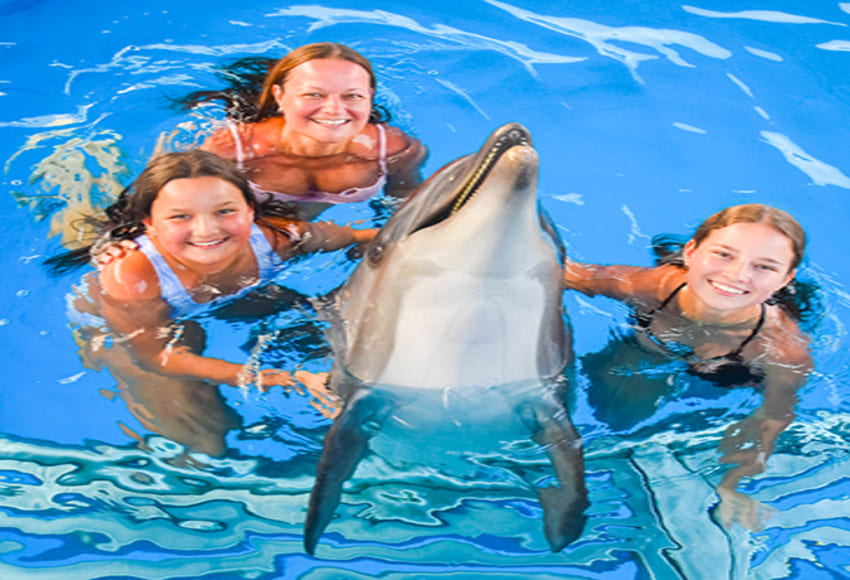 Swimming with dolphins tour-Hurghada